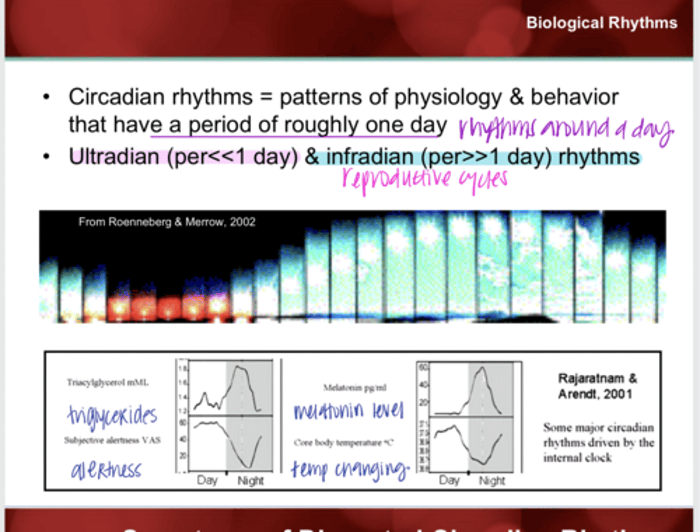 <p>What are the examples given of major circadian rhythms driven by the internal clock of the body?</p>
