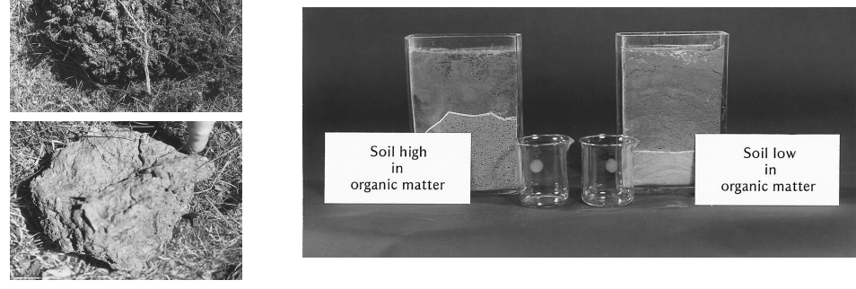 <p>how does <strong>organic matter affect soil physical properties?</strong></p>