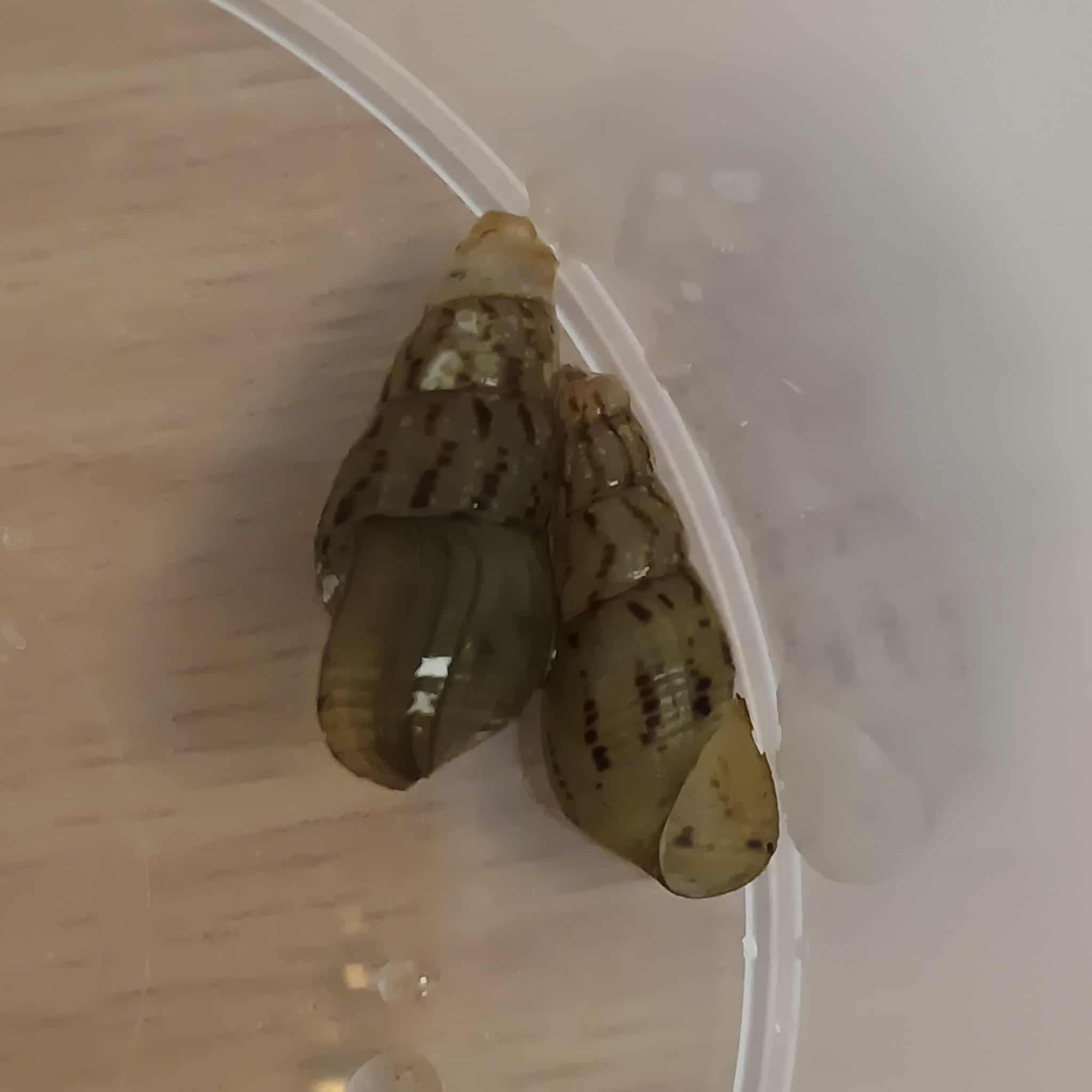 <p>Kmeň: Mollusca (mäkýše)<br>Trieda: Gastropoda (ulitníky)<br>Skupina: Prosobranchia (prednožiabrovce)</p>