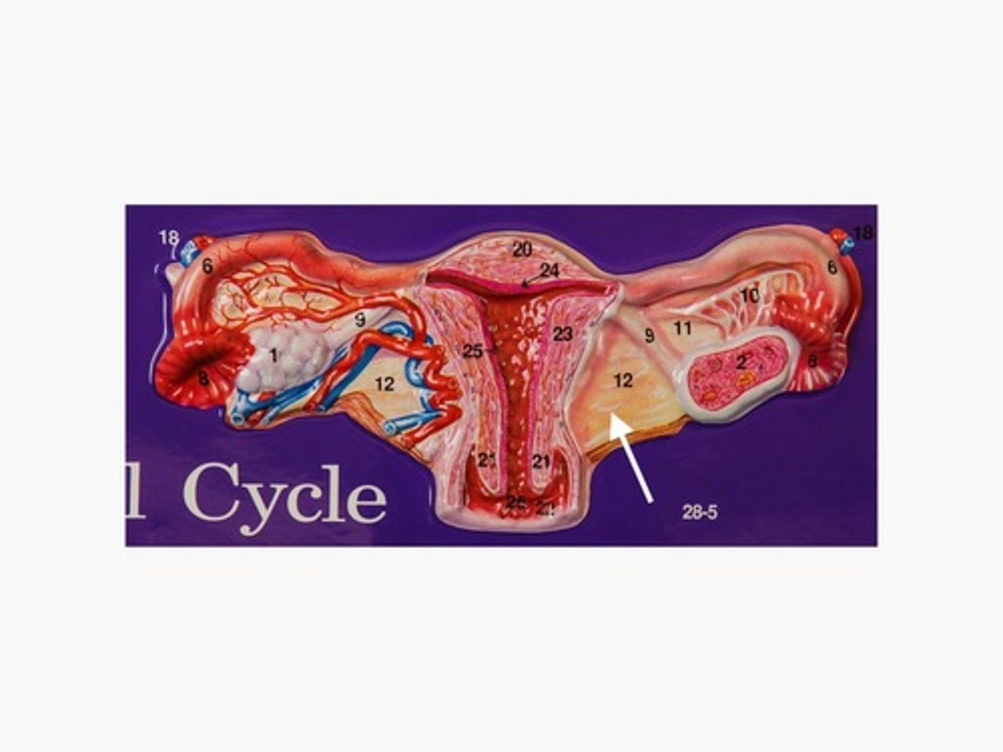 knowt flashcard image