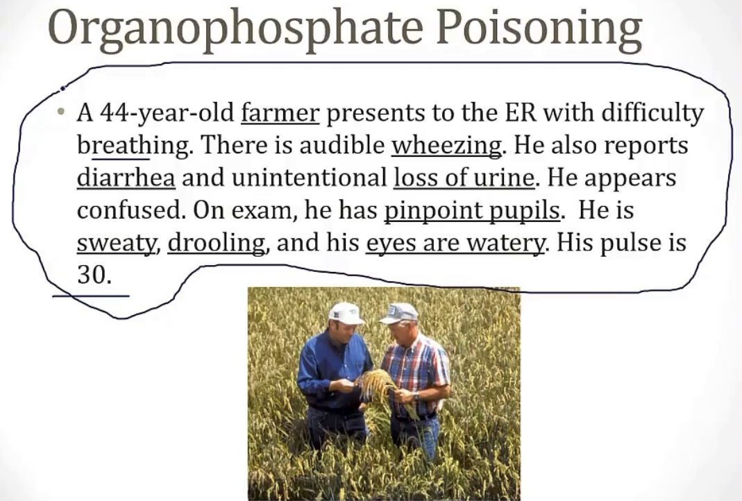<p>•Diarrhea</p><p>•Urination</p><p>•Miosis</p><p>•Bronchospasm(Wheezing)/Bradycardia</p><p>•Emesis</p><p>•Lacrimation</p><p>•Salivation/Sweating</p><p>-organophosphates; pesticides; AchE</p><p>-atropine; pralidoxime</p>