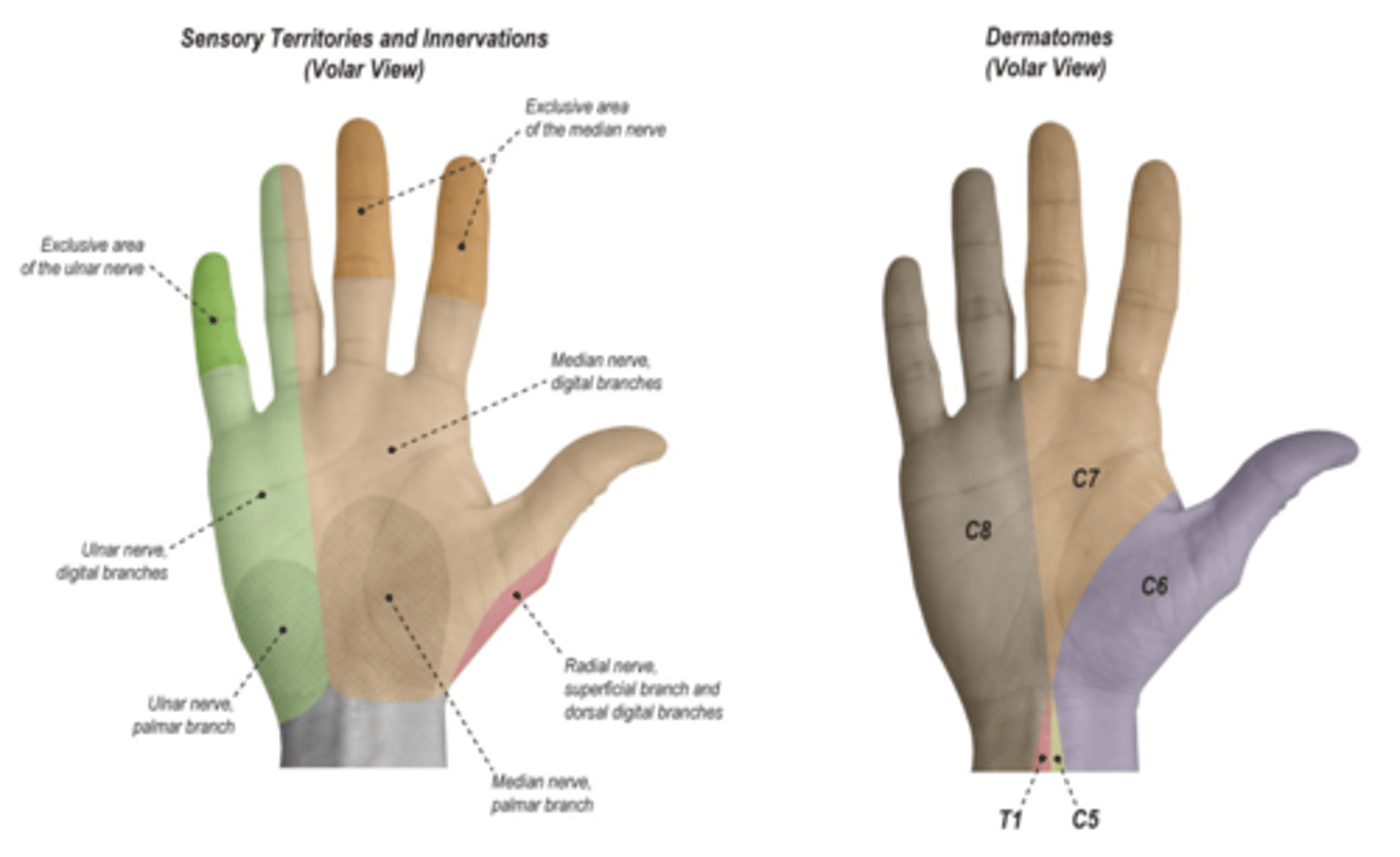 <p>small finger (pinky)</p>