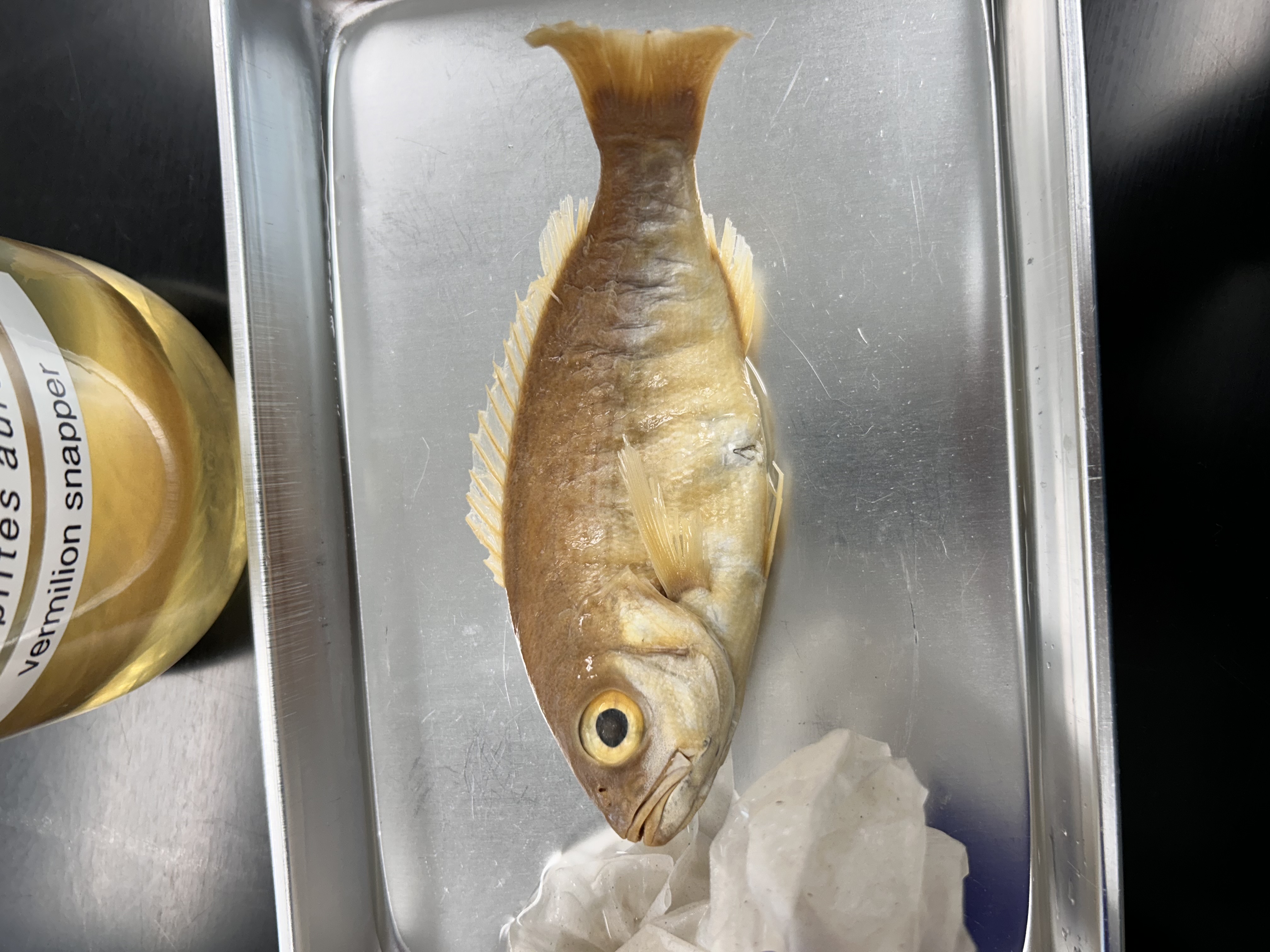 <p>vermilion snapper</p>