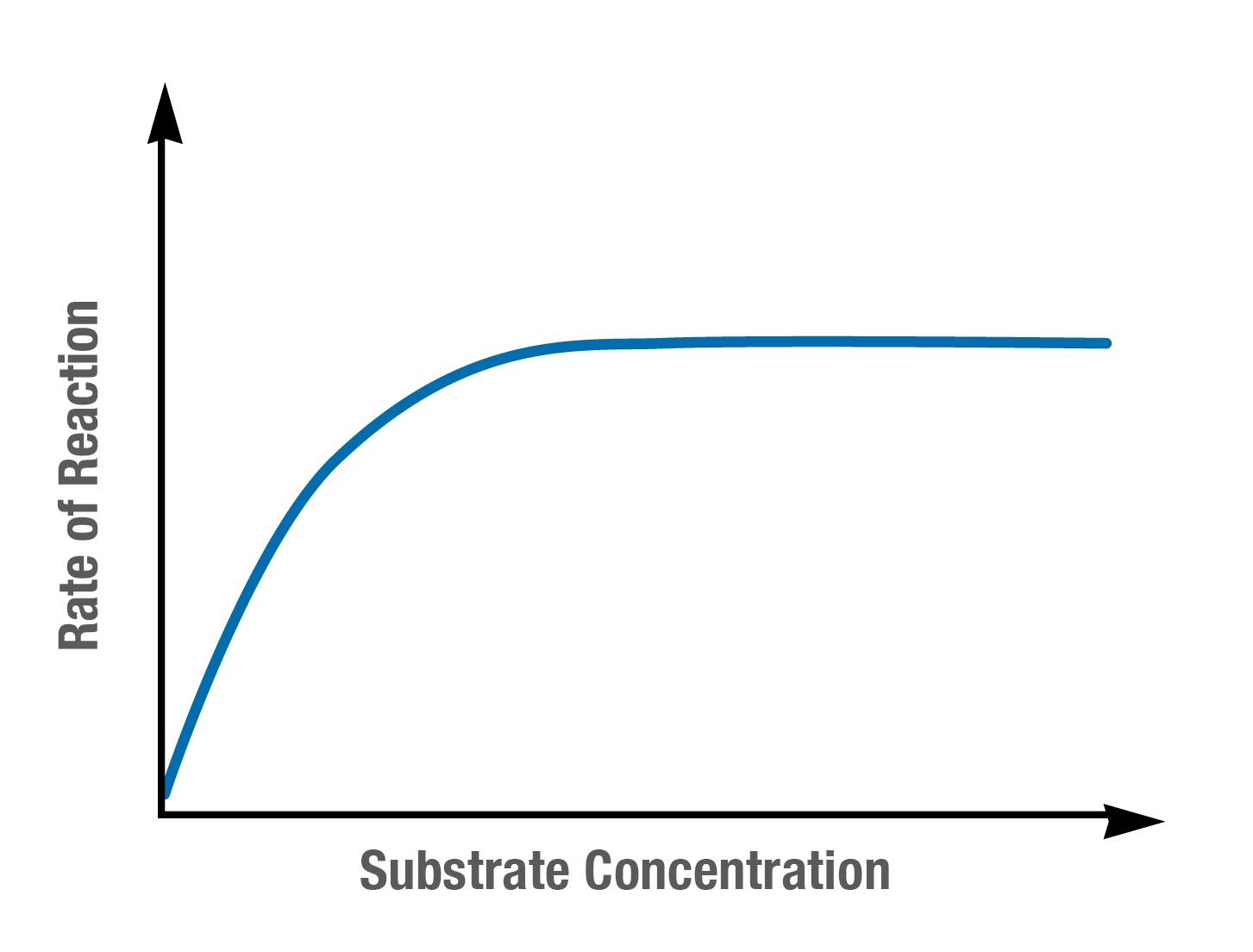 <p>As substrate concentration increases, the rate of an enzyme-catalysed reaction initially rises as more substrate molecules are available to bind to enzyme active sites. This continues until the enzyme’s saturation point is reached. </p>
