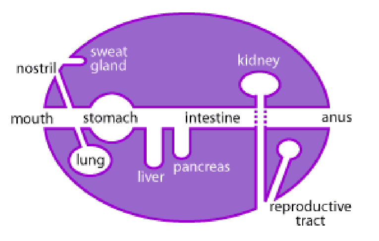 knowt flashcard image
