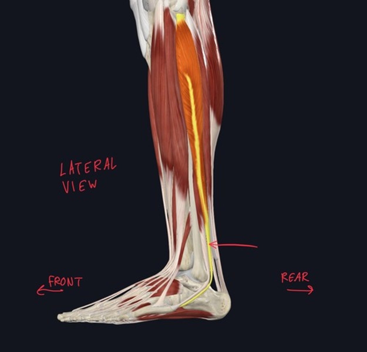 knowt flashcard image
