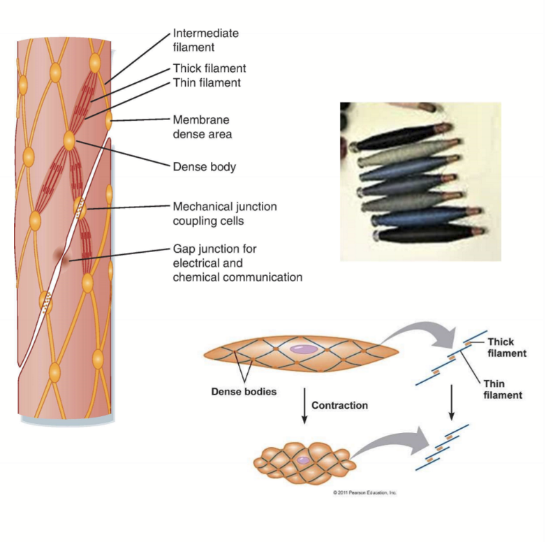 <ul><li><p>Line hollow organs</p></li><li><p>Not striated</p></li><li><p>spindle-shaped</p></li><li><p>no sarcomeres</p></li><li><p>No troponin, just regulated myosin </p></li></ul><p></p>