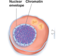 Prior to the start of meiosis, the cell goes through an interphase period, in which the DNA replicates, and the cell is checked to make sure that it is ready to divide. DNA is uncondensed