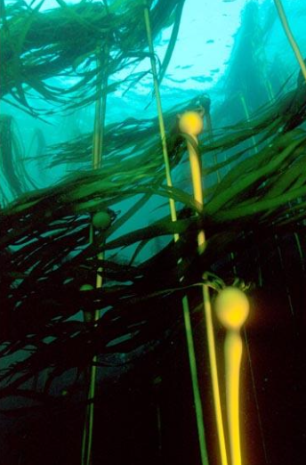 <p>What type of kelp is this?</p>