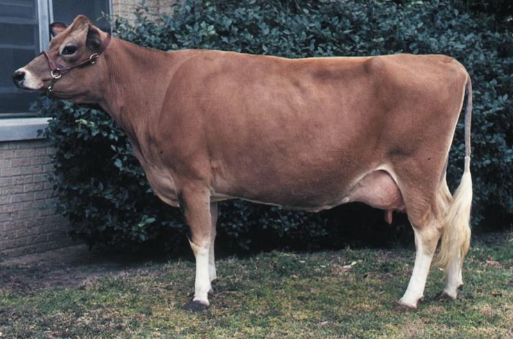 <ul><li><p>Originated in the <strong>Isles of Great Britain</strong></p></li><li><p>The <strong>smallest</strong> of the Dairy Breeds</p></li><li><p>Tan with dark pigmentations</p><ul><li><p>Very pretty; big brown eyes and dished face</p></li></ul></li><li><p>Has the <strong>best milk quality</strong> with the <strong>most butterfat %</strong></p><ul><li><p><strong>Lowest in milk production</strong></p></li></ul></li><li><p>The Bluebell cow</p></li></ul><p></p>
