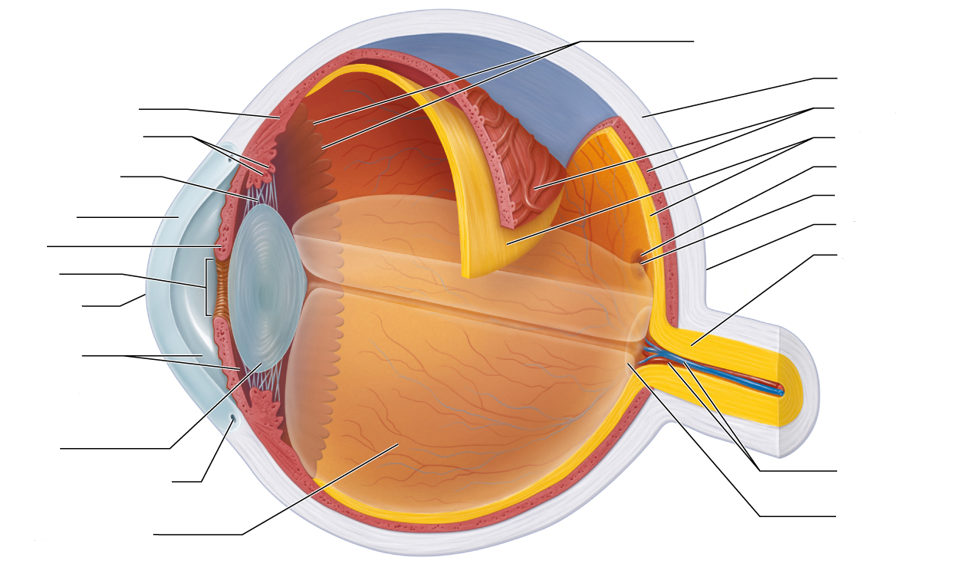 <p>Internal Eye Anatomy</p>