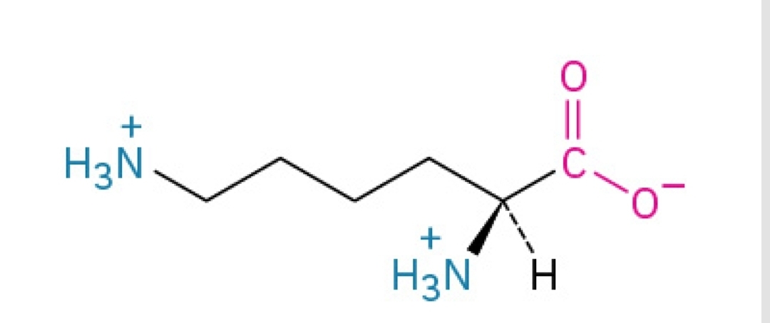 <p>Basic, amphipathic, essential amino acid</p>