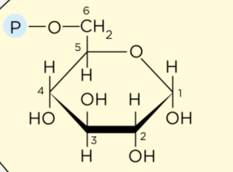 <p>What structure is this?</p>
