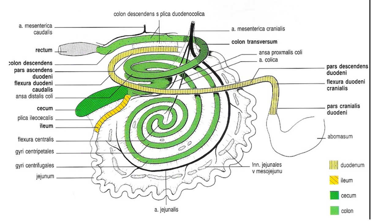 <ol><li><p>Pars cranialis duodeni - with ansa sigmoidea</p></li><li><p>flexura duodeni cranialis</p></li><li><p>pars descendens</p></li><li><p>pars ascendens with flexura duodenojejunalis</p></li><li><p>flexura duodeni caudalis (before pars ascendens)</p></li><li><p>Jejunum</p></li><li><p>ileum - can see its ileum as the plica ileocecalis (a fold) is seen between this structure and the cecum.</p></li><li><p>cecum</p></li><li><p>plica ileocecalis (fold)</p></li><li><p><strong>ansa proximalis colli </strong>(first part of colon ascendens in ru)</p><ul><li><p><span>sub-part of colon ascendens. Consist of S-shaped curve with 3 segments, <strong>gyrus ventralis, gyrus medius and gyrus dorsalis.</strong></span></p></li></ul></li><li><p><strong>ansa spiralis colli </strong>(second part of colon ascendens in ru)</p><ul><li><p>sub-part of colon ascendens. It forms an elliptical disc, consisting of <strong>gyri centripetalis (13), flexura centralis and gyri centrifugales (14). And flexura centralis (12)</strong></p></li><li><p>Part before nr. 15 → <strong>ansa distalis colli</strong></p></li></ul></li></ol><ol start="15"><li><p>colon transversum (from right to left)</p></li><li><p>Colon descendens - forms some loops “colon sigmoideum”</p></li><li><p>rectum (forms <strong>ampulla recti.,</strong> absent in sheep and goat)</p></li></ol><p></p>
