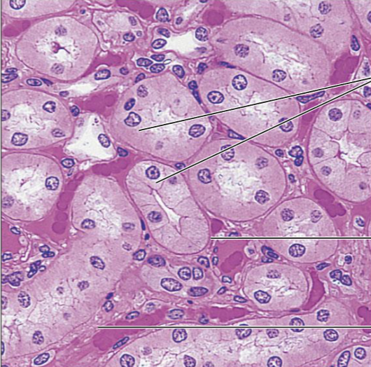 <ol><li><p><strong>Name the tissue type</strong></p></li><li><p><strong>Name the cell type</strong></p></li><li><p><strong>Know where it is found in the body</strong></p></li><li><p><strong>Know its function.</strong></p></li></ol><p></p>