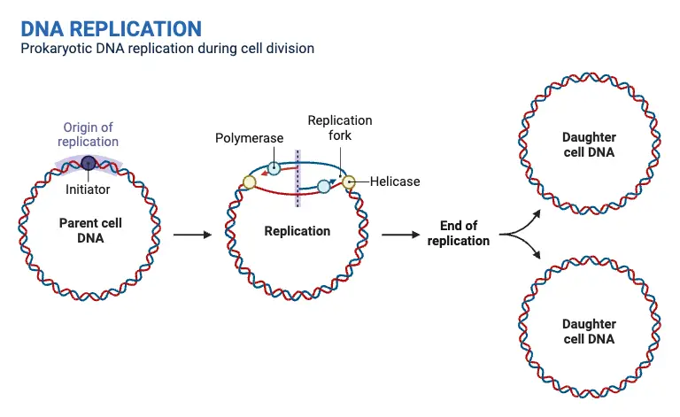 <p>Nucleoid:</p><p>-area of a prokaryotic cell where “most” of the DNA is tightly compacted </p><p>Supercoiling:</p><p>-is how prokaryotes compact their DNA</p><p>-is the “super” coiling of DNA into multiple levels of “coiled coils”</p><p>Ploidy: is variable depending on location of DNA</p><p>-Transcriptionally active &amp; reactive regions of the genome</p><p>-loops move out (increase transcription)</p><p>-loops move in (decrease transcription)</p><p>-more time to replicate the genome than it takes to divide the cell</p>