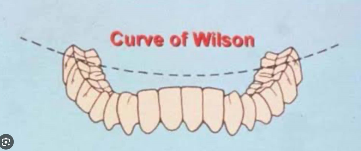 <p>Curve of Wilson</p>