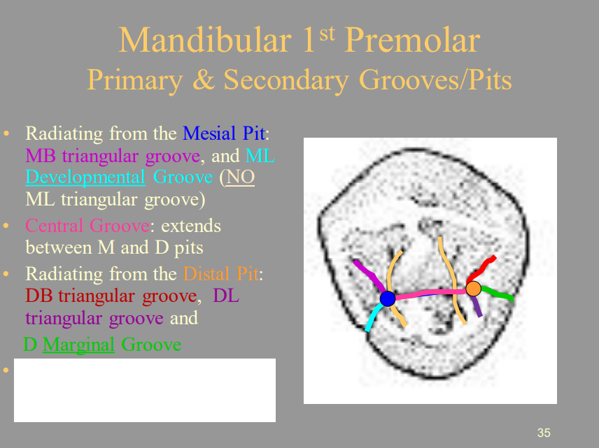 <p>B) DB Triangular Groove, DL Triangular Groove, D Marginal Groove</p>