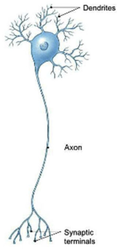 A neuron with a single axon and multiple dendrites; the most common type of neuron in the nervous system.
