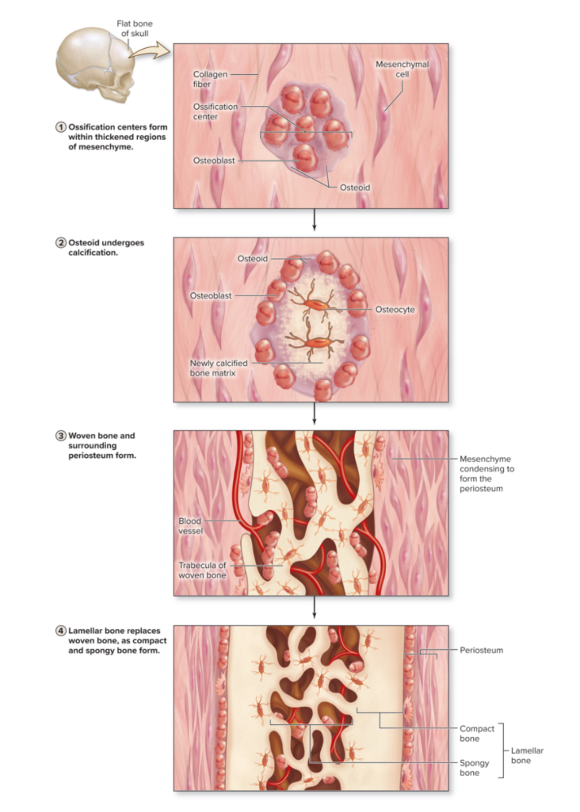 <p>Intramembraneous ossification</p>