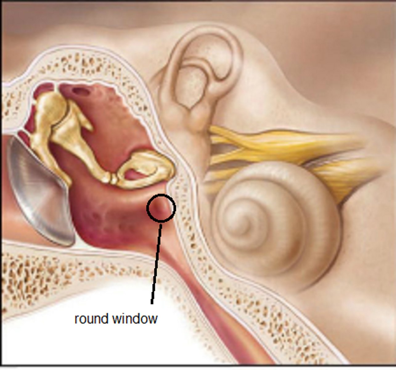 <p>- flexible membrane that allows fluid within cochlea to vibrate</p>