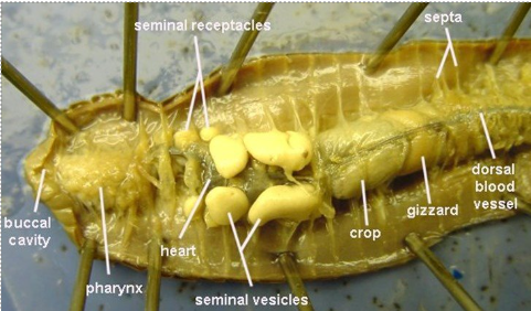 <p>Domain Eukarya</p><p>Phylum Annelida<br>Class - Oligochaeta<br>Genus: <em>Lumbricus </em>(Earthworm) </p>