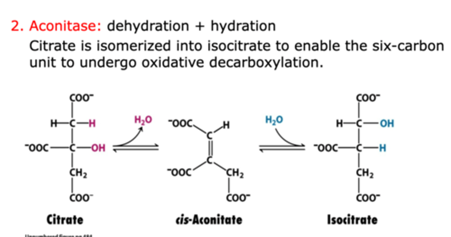 <p>Catalyzed by aconitase</p><p>- citrate undergoes dehydration to form cis-aconitate, followed by hydration to form isocitrate</p>