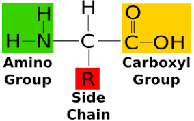 <ul><li><p>amino, central carbon (usually chiral), r group, carboxyl acid</p></li></ul><p></p>