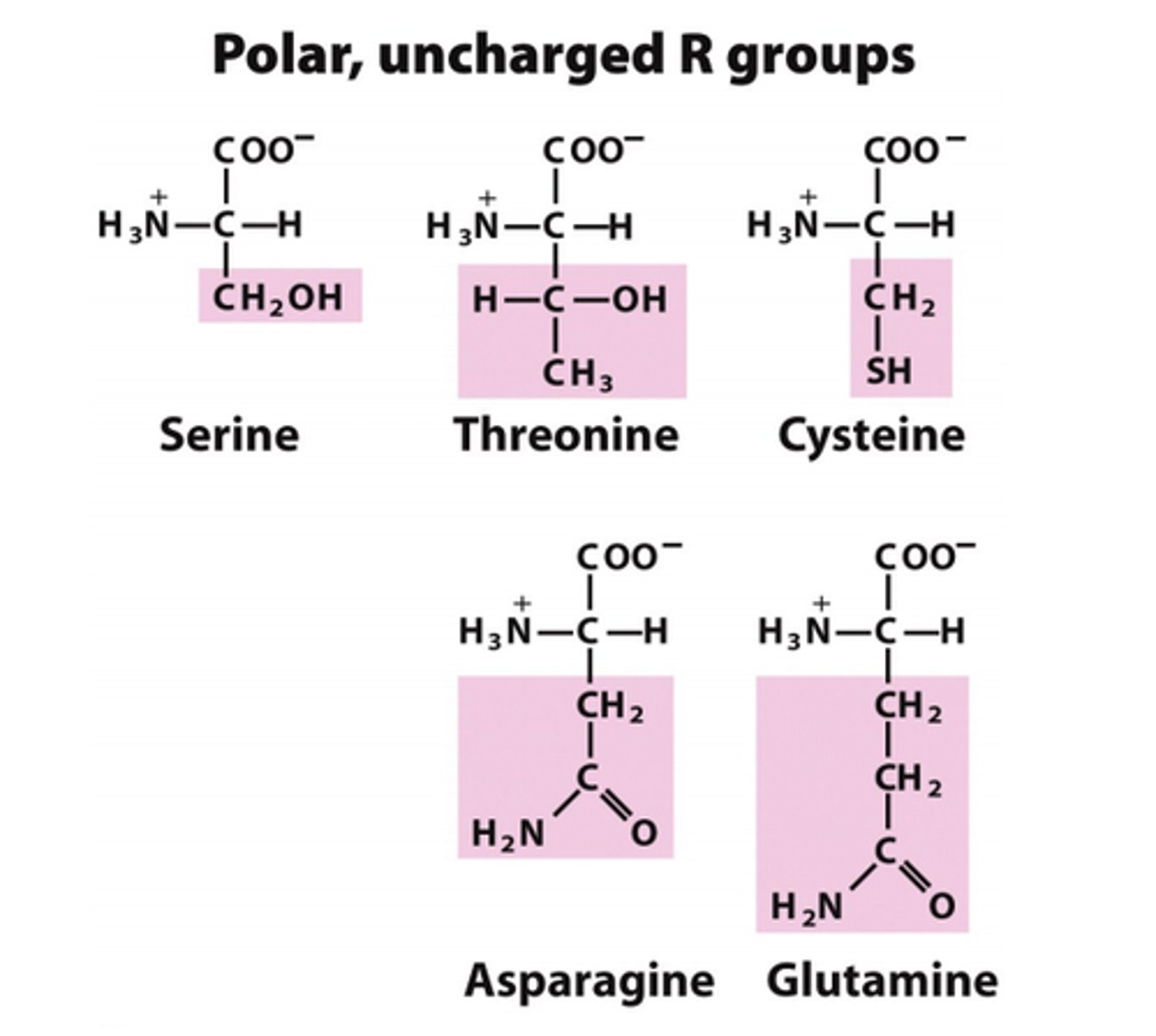 <p>polar uncharged</p>