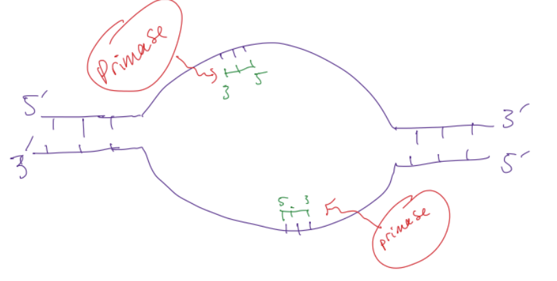 <p>primase</p>