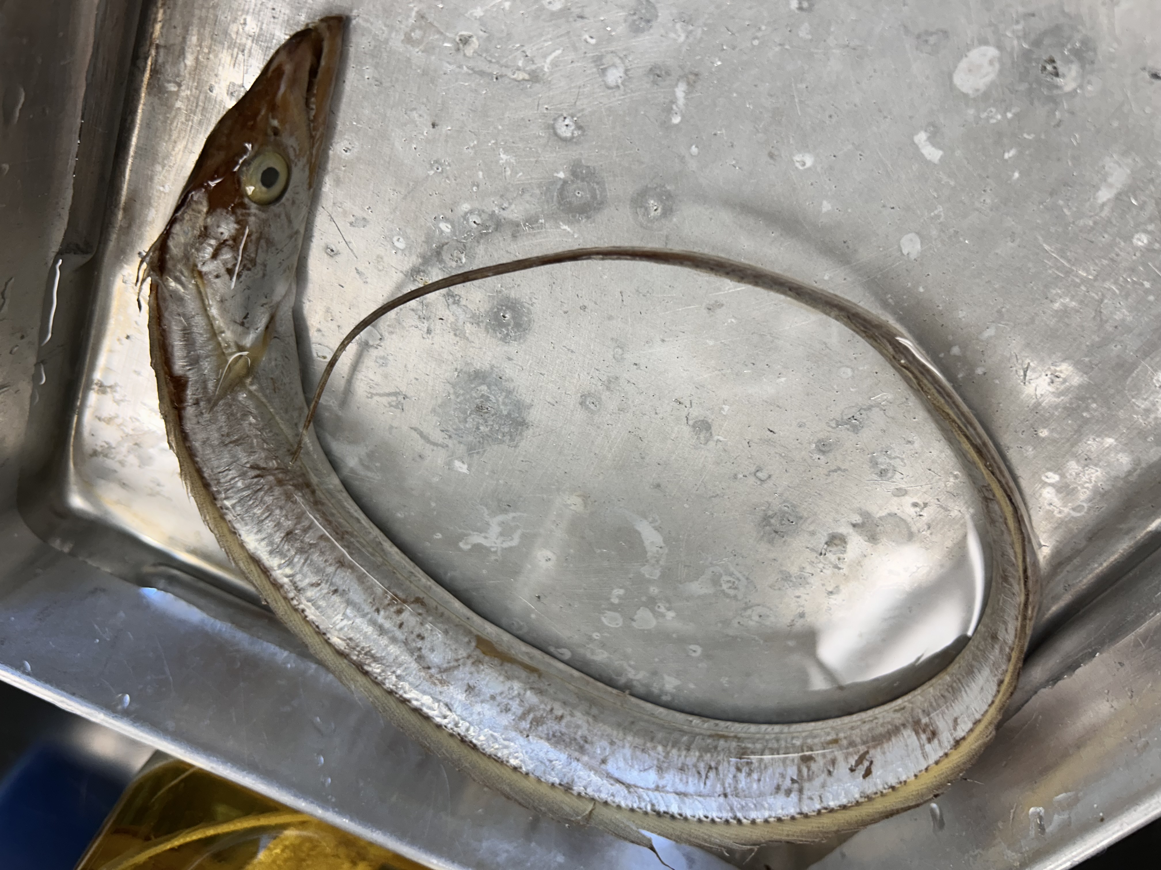 <p>Atlantic cutlassfish</p>
