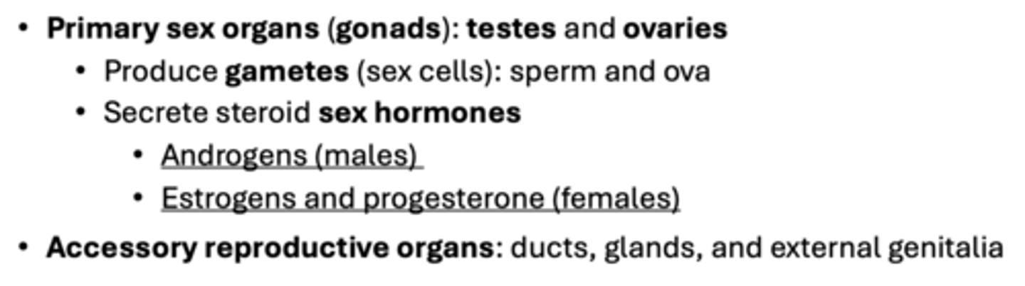 <p>Primary Sex Organs</p>