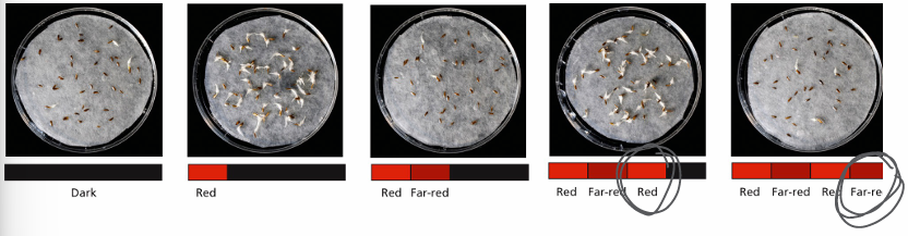 <p>Last light treatment determines outcome</p><ul><li><p>Red light – germination </p></li><li><p>Far red light – no germination</p></li></ul><p></p>
