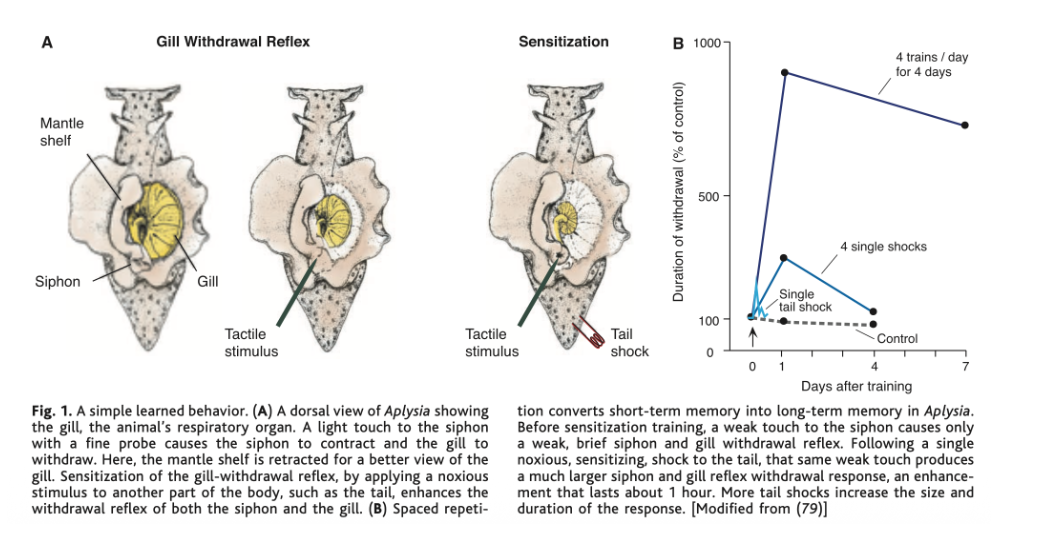 <ul><li><p>proefdieronderzoek op hippocampus van de muis</p><ul><li><p>te complex → onderzoek naar makkelijkere dieren</p></li></ul></li></ul><p>→ onderzoek van geheugen van zeeslak</p><ul><li><p>voordelen:</p><ul><li><p>eenvoudig geheugensysteem</p></li><li><p>zenuwcellen vrij groot → makkelijk aan te prikken met elektrodes</p></li></ul></li><li><p>onderzoek gebaseerd op reflex:</p><ul><li><p>slak ademt via siphon, gaat dan door de kieuw</p><ul><li><p>kieuw aanraken → slak trekt die in</p></li></ul></li><li><p>vaststelling: schokje geven aan staart en dan kieuw aanraken → intrekking van kieuw houdt veel langer aan</p></li><li><p>meerdere schokjes geven → intrekking houdt veel langer stand, zelfs dagen</p></li></ul></li></ul><p>→ vorm van sensitisatie</p><p></p>