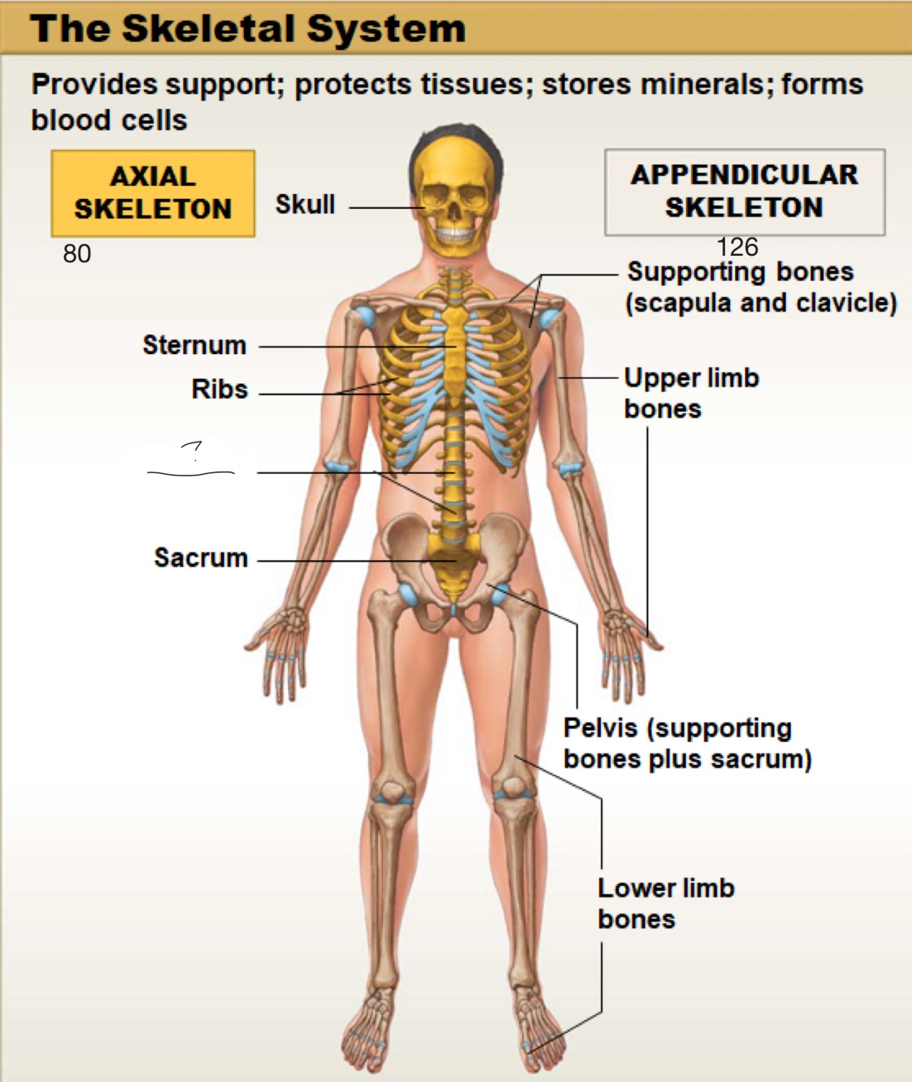 <p>axial skeleton</p>