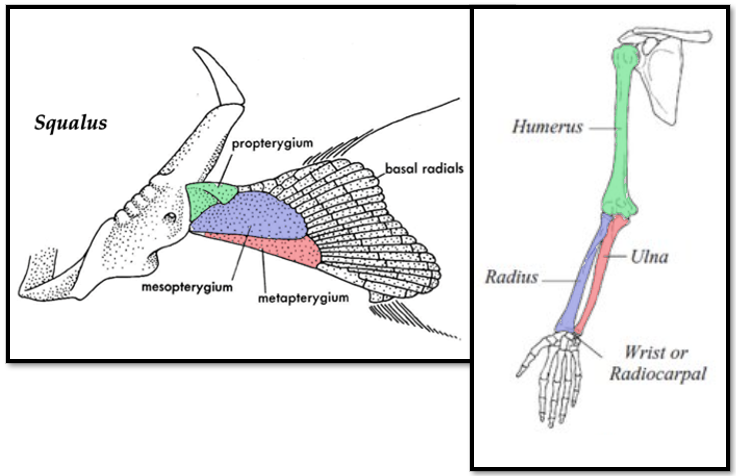 <p>three bones of the arm and leg</p>