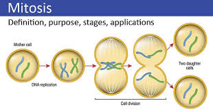 <p>single cell divides into 2 daughter cells, identical copies, new body cells</p>