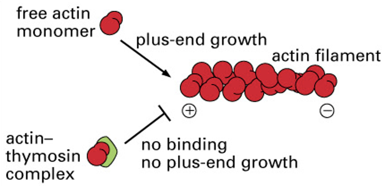binds actin filaments making them unavailable to be added to plus end of filaments

* causes inhibition of growth