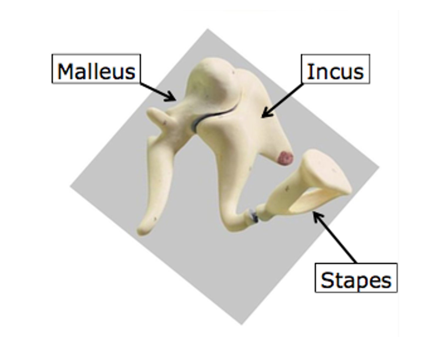 <p>malleus (hammer), incus (anvil), stapes (stirrup)</p>