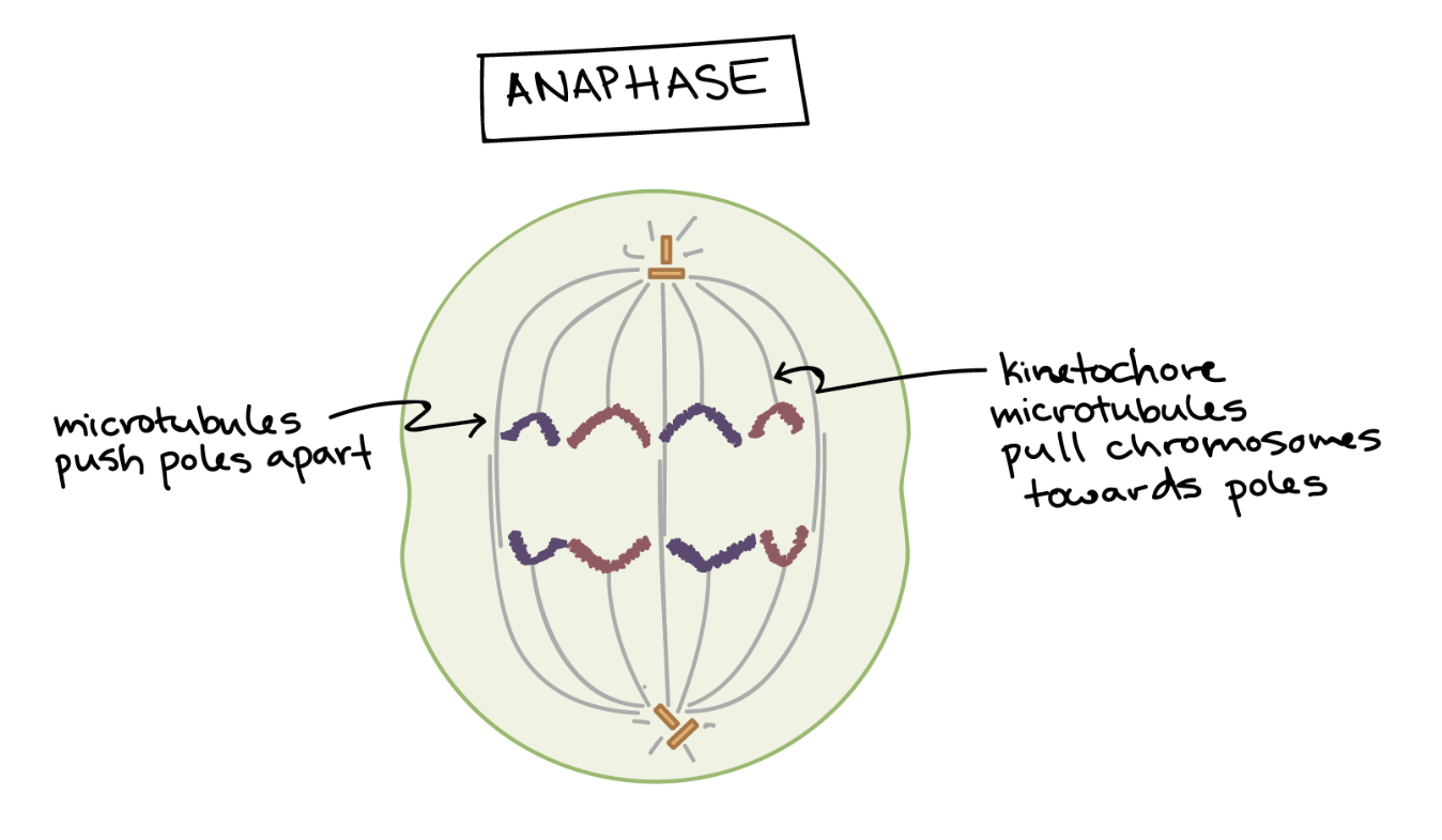 <p>The sister chromatids seperate and move to opposite poles of the cell</p>