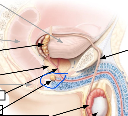 <p><span>Secretes fluid that lubricates end of the penis</span></p>