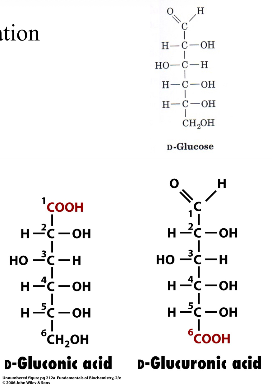 <p>Oxidation </p><ul><li><p>Reducing Sugars- sugars containing a free aldehyde&nbsp;</p></li><li><p>Oxidation of&nbsp;</p><ul><li><p>the aldehyde group&nbsp;</p></li><li><p>aldonic acid (“onic acid”)</p></li></ul></li><li><p>Oxidation of&nbsp;</p><ul><li><p>primary alcohol group&nbsp;</p></li><li><p>uronic acid (“uronic acid”)</p></li></ul></li></ul><p></p>