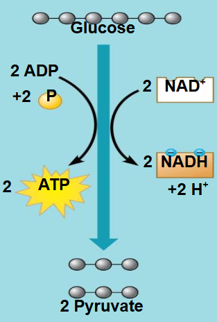 <p>Glycolysis: breaks glucose into pyruvate</p><p>inputs: glucose, ADP, NAD+, FAD (lil ATP)</p><p>outputs: pyruvate, ATP, NADH, FADH2</p><p>location: cytoplasm of cell</p>