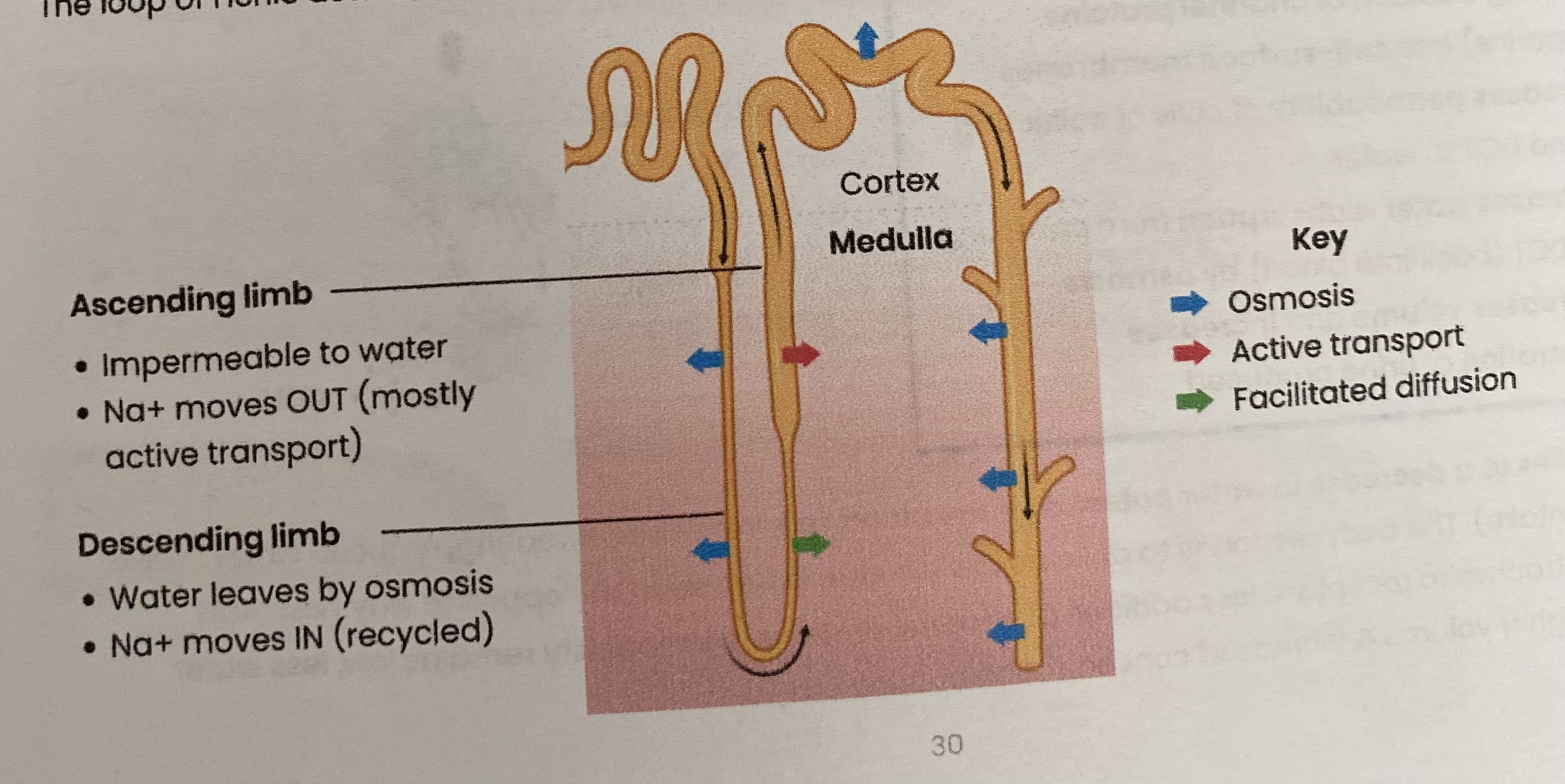 <ol><li><p>In the <strong>ascending </strong>limb:</p><ul><li><p><strong>Na+ actively transported out</strong> (so filtrate conc decreases)</p></li><li><p>water remains as ascending limb is <strong>impermeable to water</strong></p></li><li><p>this <strong>increases conc of Na+</strong> in the medulla, <strong>lowering water potential</strong></p></li></ul></li><li><p>In the <strong>descending</strong> limb:</p><ul><li><p><strong>water</strong> moves out by <strong>osmosis</strong> then reabsorbed by capillaries (so filtrate conc increases)</p></li><li><p>Na+ ‘recycled’= diffuses back in </p></li></ul></li></ol><p></p><p>The loop of Henle act as as a <strong>countercurrent multiplier</strong> (you don’t need to know why)</p>