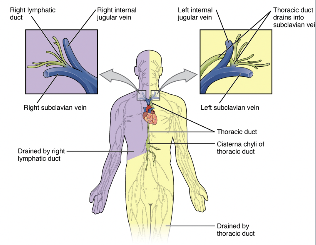<p>Collects lymph from the right side of the body above the diaphragm, right arm, neck, and head; drains into the right subclavian vein.</p>