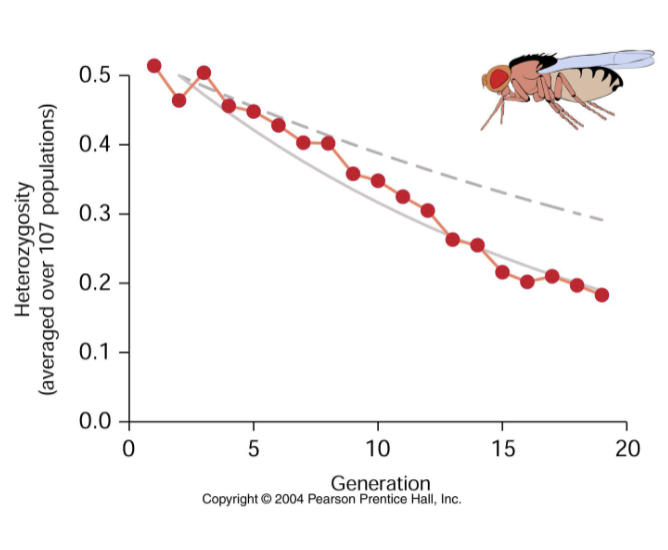 <p>-There is a loss of heterozygosity, as drift doesnt cause large departures from Hardy-Weinberg equilibrium within a population</p><p>→Drift causes a deficit of heterozygotes when a set of diverging populations is considered as a whole</p>