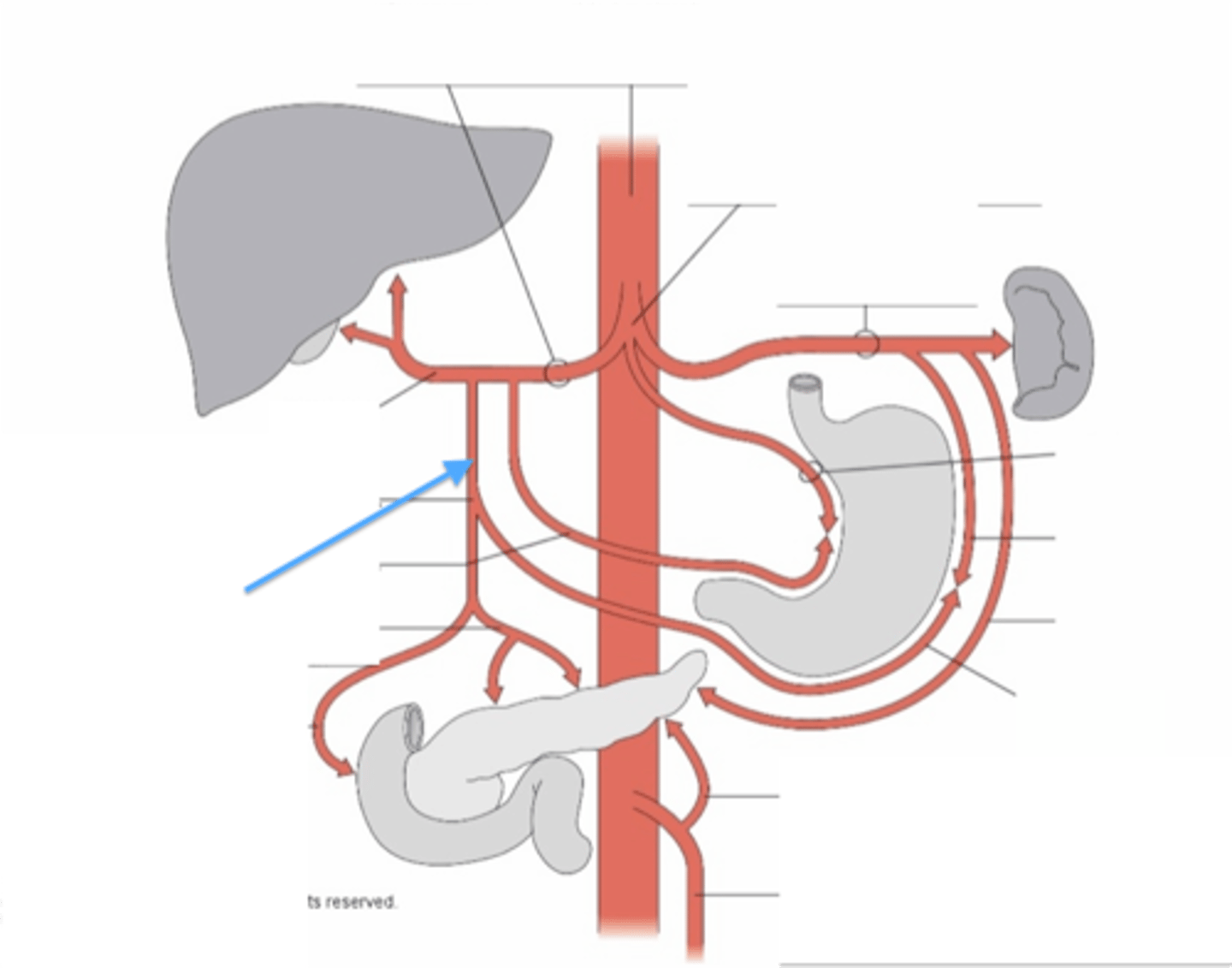 <p>right gastroepiploic artery</p><p>superior pancreaticoduodenal artery</p>