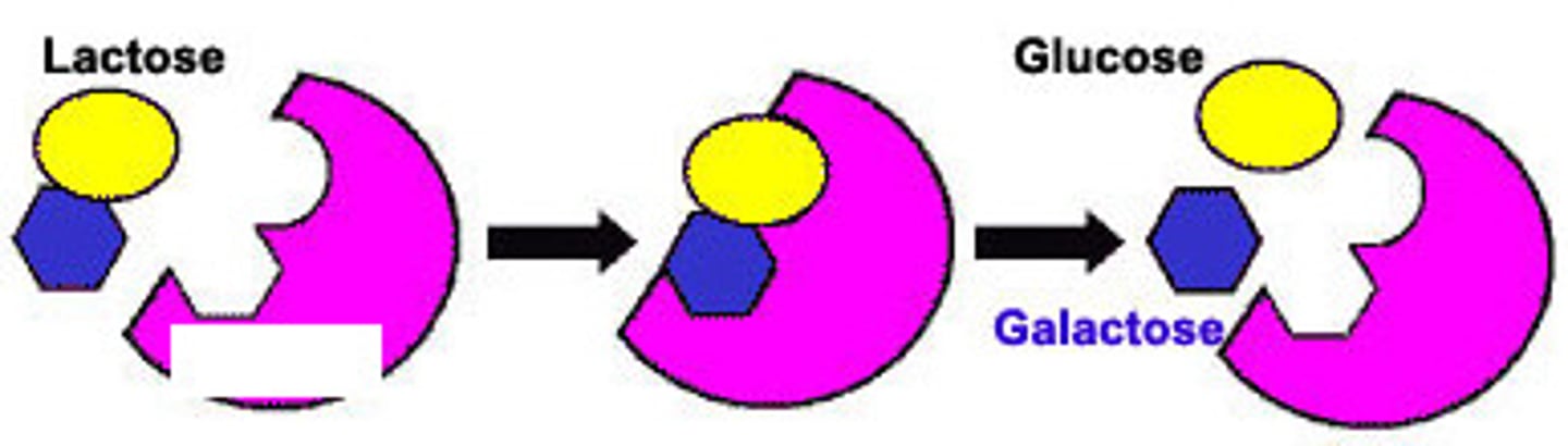 <p>an enzyme that catalyzes the hydrolysis of lactose to glucose and galactose. (breaks down milk sugar lactose)</p>