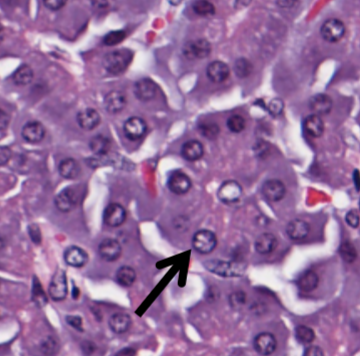 <p>what structure in the exocrine pancreas is indicated by the arrow?</p>