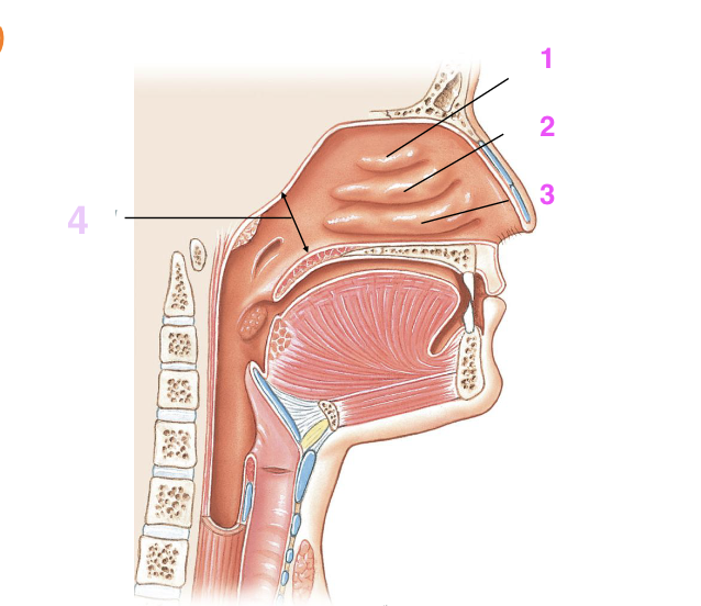 <p>achterste neusopeningen waardoor lucht naar de keelholte stroomt.</p>